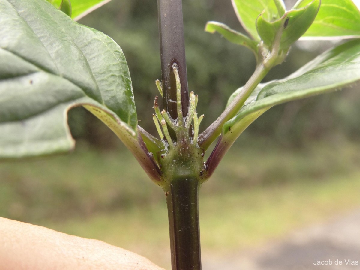 Hedyotis tridentata Ridsdale